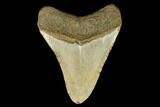 Fossil Megalodon Tooth - North Carolina #124949-2